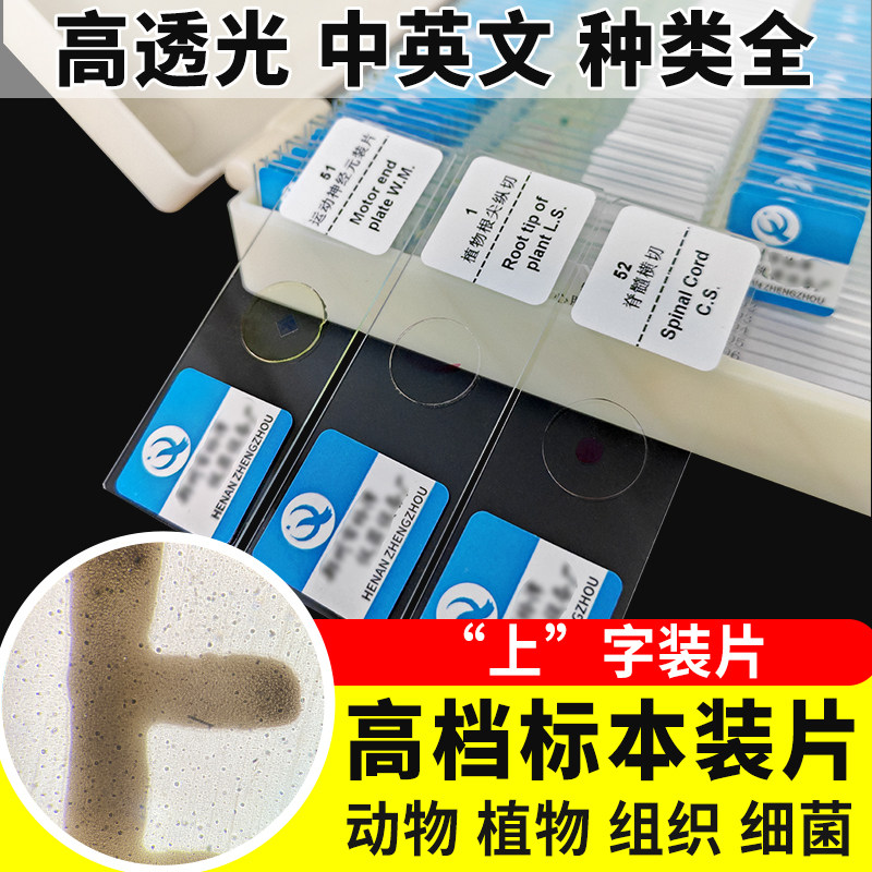 汉字上字装片切片生物切片涂片小学初中高中生物科学实验切片显微