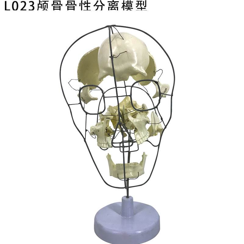 成人1：1教学仿真人体头骨模型头颅骨解剖数字编码标识骷髅标本