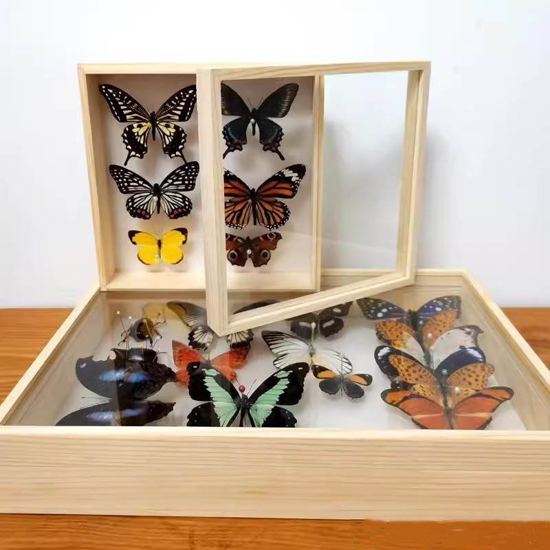 昆虫蝴蝶标本插针盒松木实木玻璃标本框diy手工植物存放盒展示盒