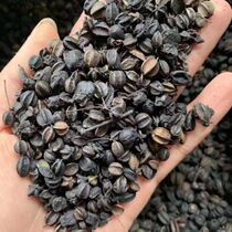 Half a pound of Acanthopanax seeds from Northeastern China Acanthopanax new arrival granules