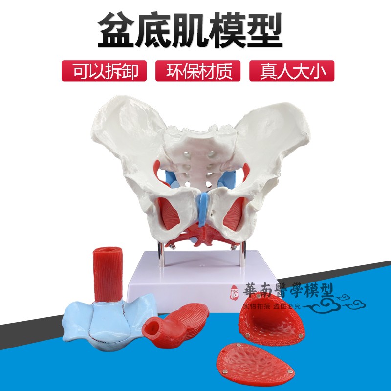女性骨盆模型 骨盆附盆底肌模型 子宫模型 盆骨 分娩助产教学模型