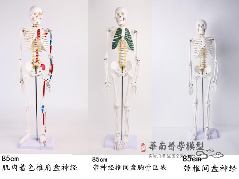 人体骨骼模型85CM 肌肉着色骨架模型 骨骼标本 骨架附血管神经