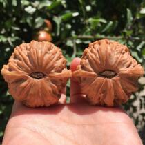 Su Suwen play Walnut live dedicated