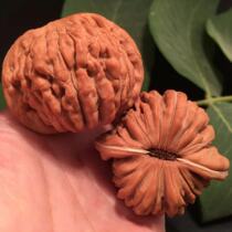 Wen play walnut novice training artifact Four-building lion head product phase random size