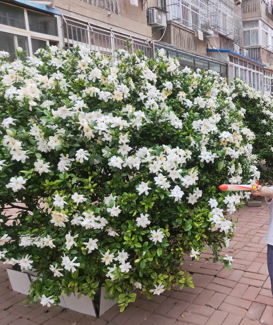 养栀子花,配土用上这3料,不易黄叶
