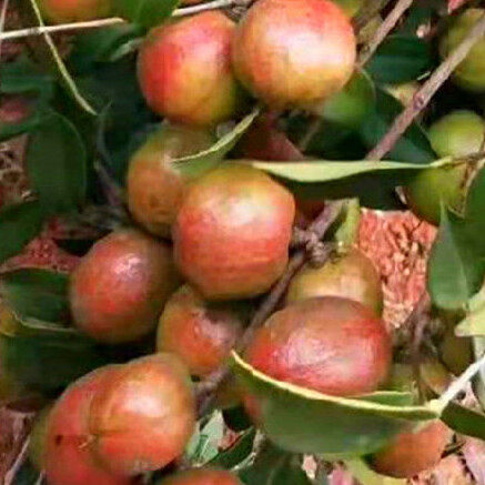 江西油茶苗茶叶苗