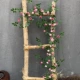 Mary Iron Wire Rose Vine-Double Pink
