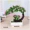 Chào mừng khách thông mô phỏng cây xanh chậu nhà phòng khách trang trí bàn TV tủ trưng bày cửa sổ bệ rượu trang trí hoa giả - Hoa nhân tạo / Cây / Trái cây