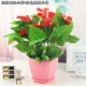 Mô phỏng hoa giả cỏ xanh cây anthurium hoa giả phòng khách trang trí cây xanh hạ cánh giả hoa chậu trồng cây cảnh - Hoa nhân tạo / Cây / Trái cây cây hoa anh đào giả