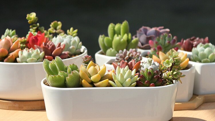 室內的多肉總愛徒長 趕緊這樣處理 淘寶海外