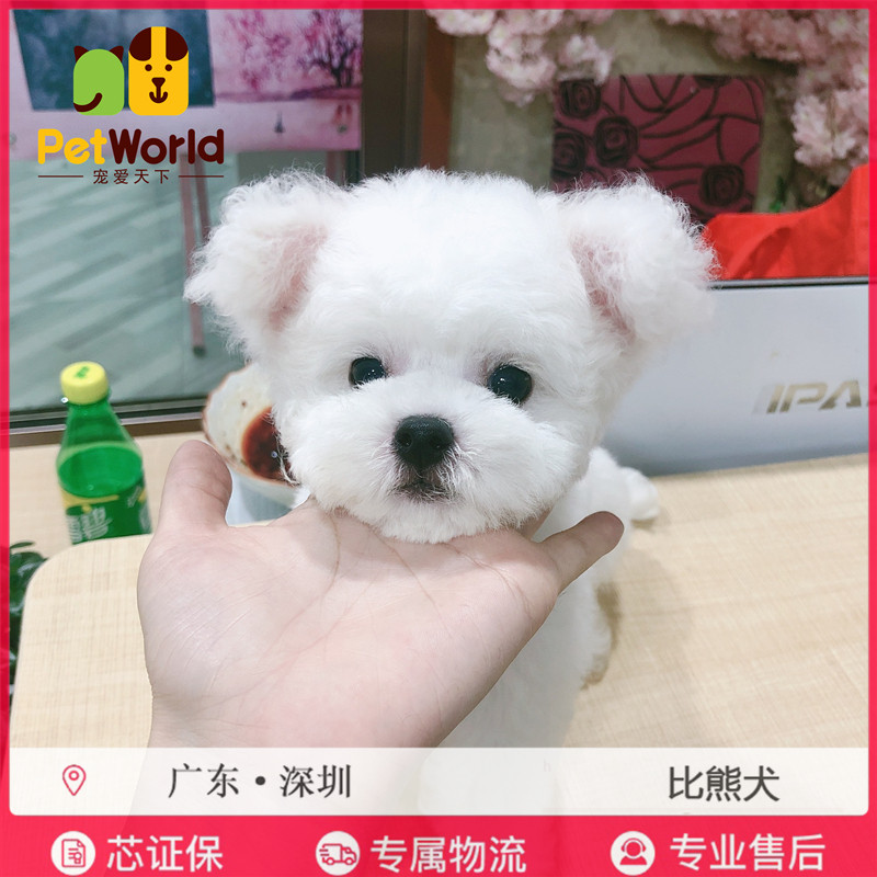 Купить Собачку Маленькой Породы В Спб