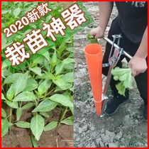 Agricultural planting seedlings paprika seedlings watermelon seedlings pit planting vegetable seedlings corn sweet potato household agriculture