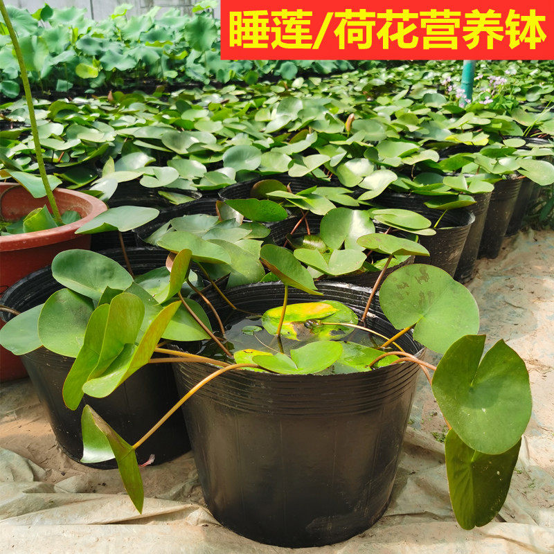 荷花盆营养钵睡莲盆水生植物盆加厚无孔塑料碗莲盆育苗杯营养杯