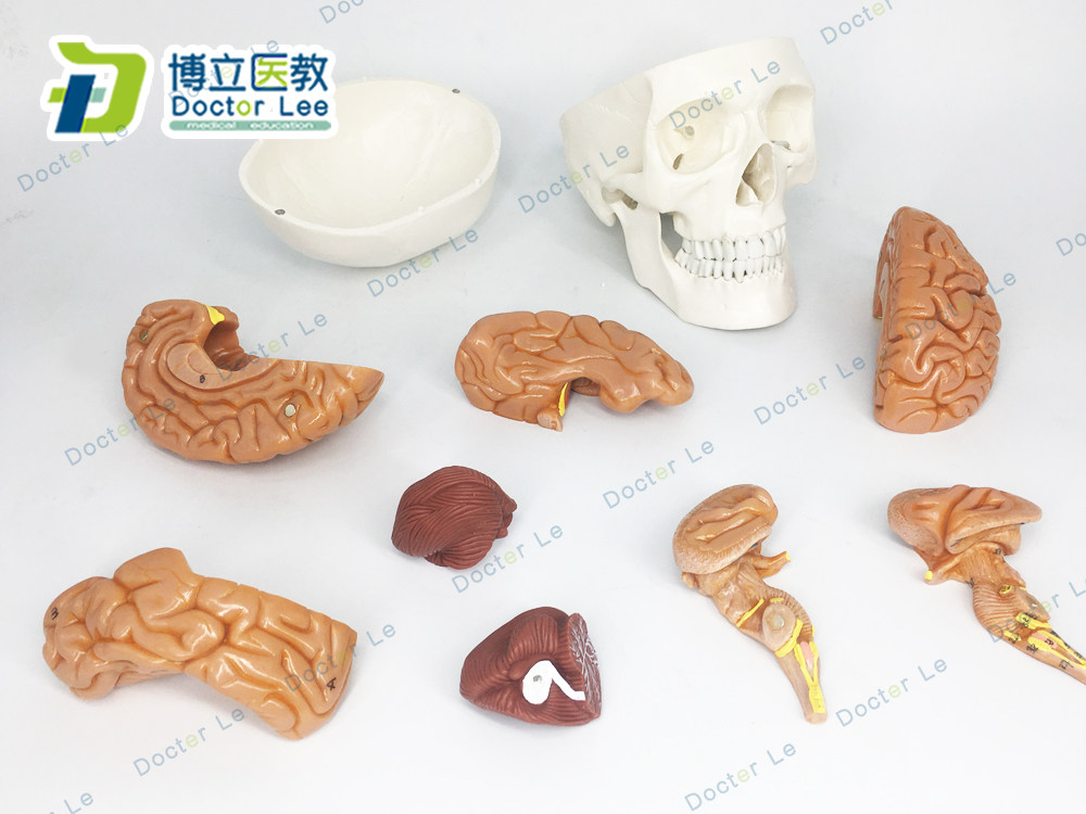 1比1大小人体头颅骨模型 头骨模型 脑解剖 大脑模型 医用