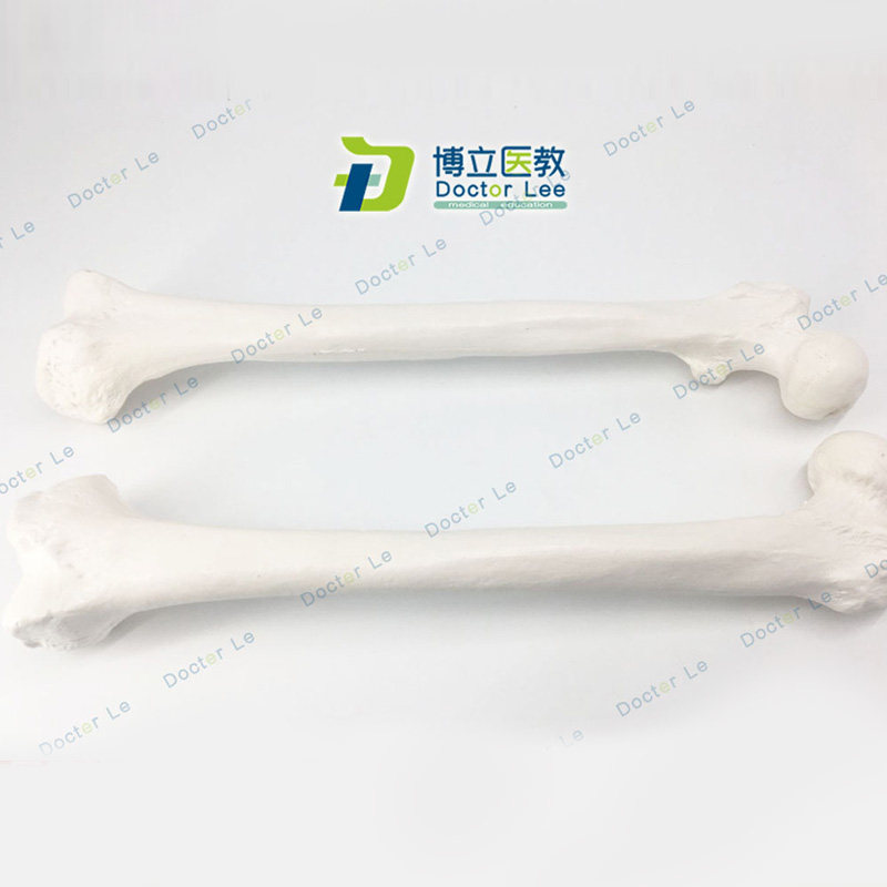 实操股骨模型大腿骨医用教学器材肱骨模具骨科手术四肢骨散骨模型