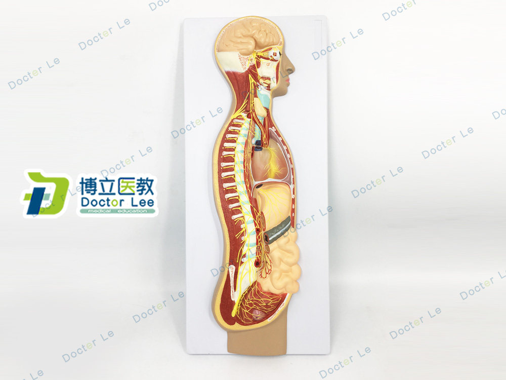 人体医学交感神经系统模型自主神经系统植物性神经解剖