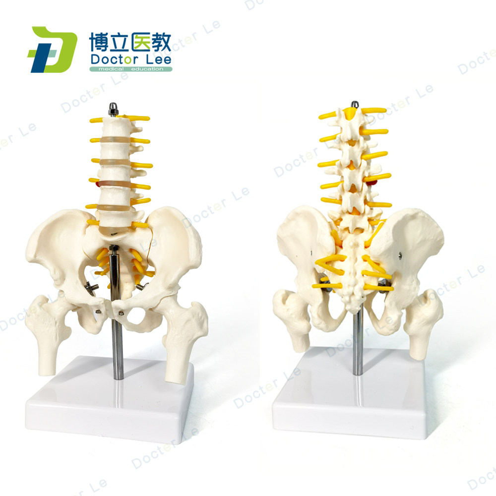 小型人体骨盆带五节腰椎带盆骨腿骨模型骨科脊柱脊椎模型腰椎模型