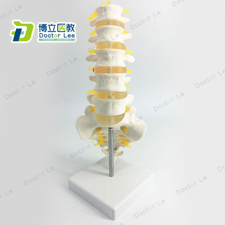 自然大腰椎带尾椎骨模型 脊神经模型5节腰椎 尾骨组成 骶骨