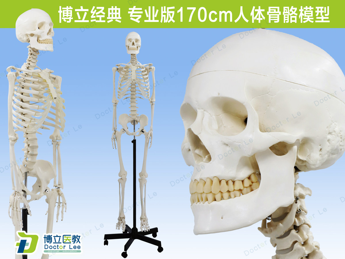 人体医用艺用骨架模型 正骨骨科 脊椎肌肉脊柱骷髅可拆卸解剖骨骼