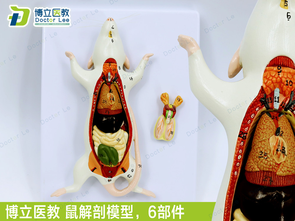 教学仿真老鼠标本老鼠解剖模型老鼠拼装益智玩具动物解剖生物教具