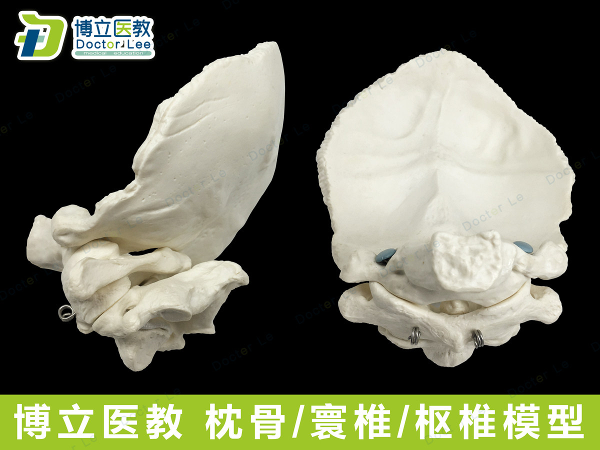 枕骨带寰椎枢椎模型 可活动枕骨模型 颈椎模型 骨骼标本 仿真正骨