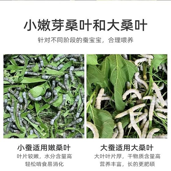 新鲜桑叶500g学生喂蚕宝宝幼虫养蚕套装工具现摘嫩叶活体蚕种饲养