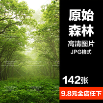 HD natural scenery JPG picture Virgin Forest Park rainforest forest forest spray printing synthetic material