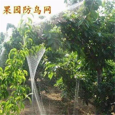 Stop bird silkscreen transparent fish line unwoven grapes grape tree bagging anti-bird sparrow shield Canopy Birds grapes