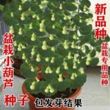 [Аутентичные горшечные ручные семена тыквы] Семена семян тыквы