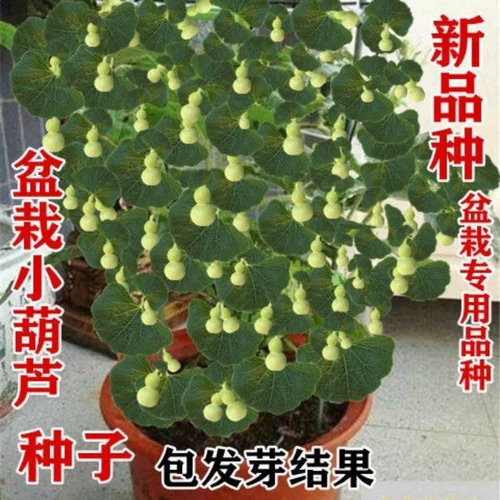 [Аутентичные горшечные ручные семена тыквы] Семена семян тыквы