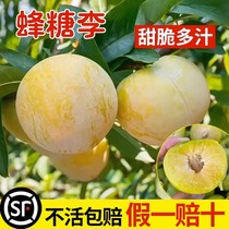 Bee Sugar Plum Sapling Graft Super Late Cooked Sichuan Qingcrisp Li Dei Plum Seedlings South Northern Germling Fruit Seedlings