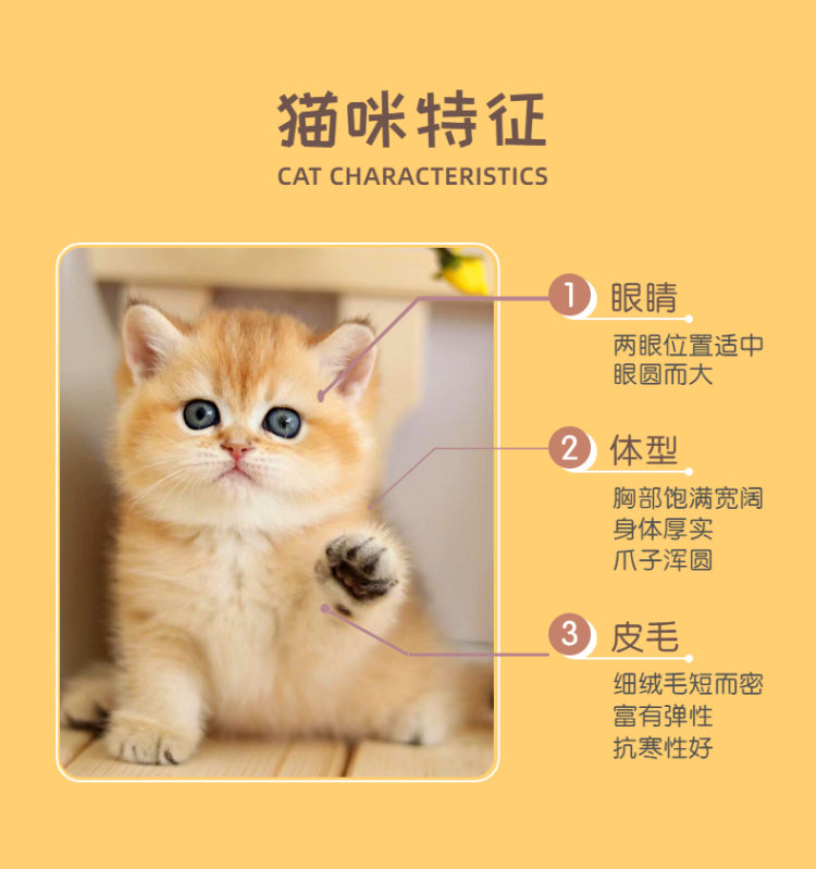 宠物猫咪售卖详情页-2.png