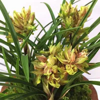 Lucky Peony 5 саженцев при покупке двух получи один в подарок