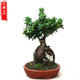 Четыре сезона вечнозеленые, холодные устойчивые