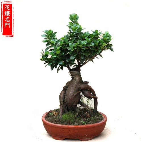 Четыре сезона вечнозеленые, холодные устойчивые