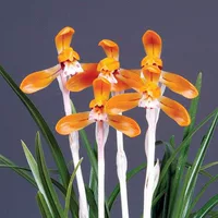 Саженцы Вермилион 5 при покупке двух получите один в подарок.