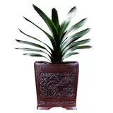 Генерал с зеленым растением в горшках -орхидее с цветочницей старые саженцы цветочные растения гостиная четыре сезона четыре сезона