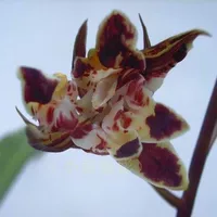 Цаншань Цидянь 5 саженцев купи два, получи один в подарок