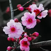 Красота Plum 4-летние саженцы (Obito Ships to Bloom в этом году)