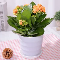 Большой горшок премиум-класса с оранжевыми цветами (горизонтальный горшок) (купите 2 и получите лейку в подарок)