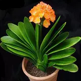 Генерал с зеленым растением в горшках -орхидее с цветочницей старые саженцы цветочные растения гостиная четыре сезона четыре сезона