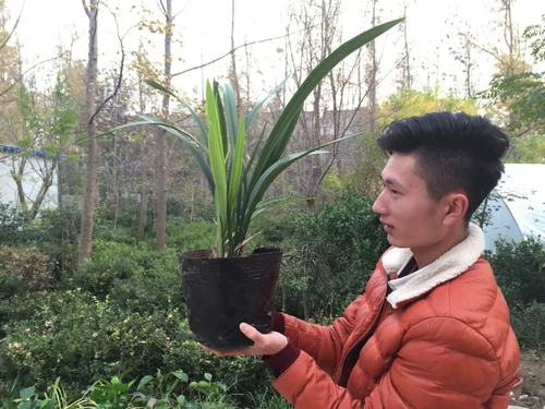 Орхидея Цзяньлан Чунчи Мочи Миао Zixia Fairy Open Red Orchid Miao Balcon Green Plum Plum Plum Camellia