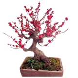 Цветочный цветок сливы