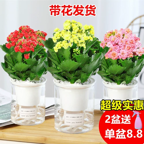 Долговечность цветочные горшки Тяжелые лепестки Большие цветочные саженцы с цветочными почками и цветами и растениями.