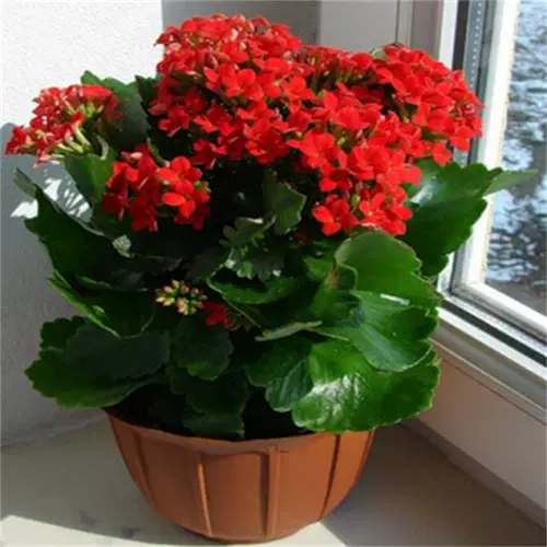 Долговечность цветочные горшки Тяжелые лепестки Большие цветочные саженцы с цветочными почками и цветами и растениями.