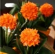 Red Sun Clivia 10–12 штук (при покупке двух получите одну бесплатно) и бесплатное удобрение.
