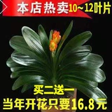 Генерал с зеленым растением в горшках -орхидее с цветочницей старые саженцы цветочные растения гостиная четыре сезона четыре сезона