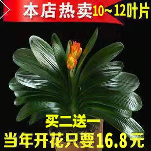 Генерал с зеленым растением в горшках -орхидее с цветочницей старые саженцы цветочные растения гостиная четыре сезона четыре сезона