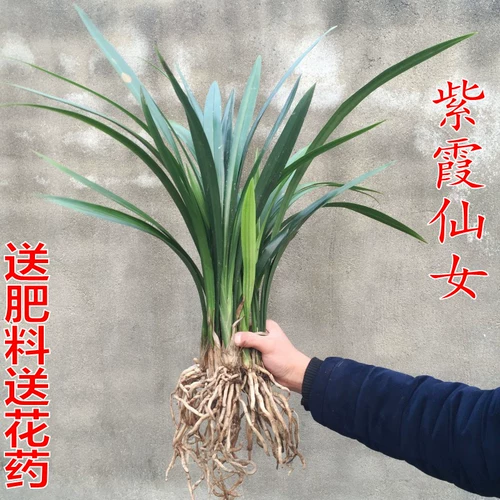 Орхидея Цзяньлан Чунчи Мочи Миао Zixia Fairy Open Red Orchid Miao Balcon Green Plum Plum Plum Camellia