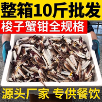 Fresh swimming crab claws crab legs fresh sand crab legs sea crab claws flying crab claws hotel commercial wholesale seafood and aquatic products